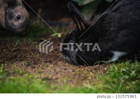 Close-up of Black Lionhead and Agouti Rabbits Foraging in Dirt Close-up of Black Lionhead and Agouti Rabbits Foraging in Dirt 132575963