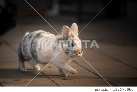 Small Spotted Lionhead Rabbit Walking on Outdoor Patio Small Spotted Lionhead Rabbit Walking on Outdoor Patio 132575966