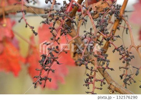 View of a vineyard destroyed after an attack by starlings. Grapes devastated after an impact by a flock of starlings. The concept of agriculture, viticulture, and damage caused by starlings. Macro 132576290