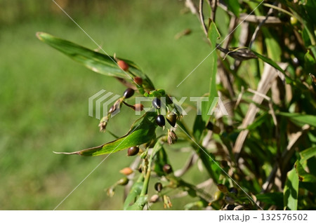 ジュズダマ（イネ科）ツユクサ類の多年草 132576502