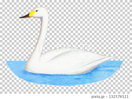 漂浮在水面上的天鵝 132576521