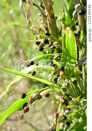 ジュズダマ(イネ科)ツユクサ類の多年草 ジュズダマ(イネ科)ツユクサ類の多年草 132576546