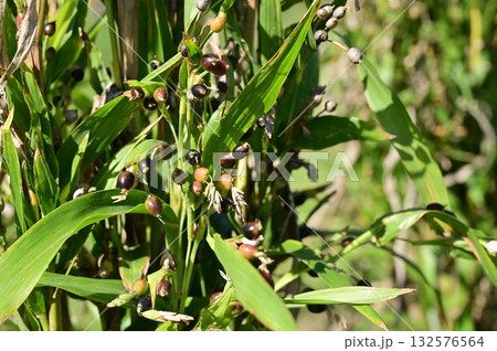 ジュズダマ(イネ科)ツユクサ類の多年草 ジュズダマ(イネ科)ツユクサ類の多年草 132576564