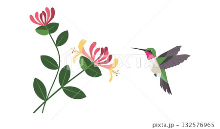 Hummingbird Approaching Honeysuckle Flowers with Green Leaves Vector Illustration 132576965