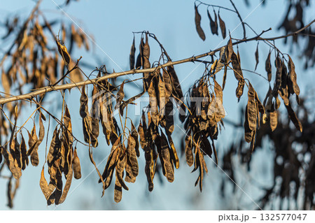 Black locust tree displaying drooping seed pods thorns and barren branches in late autumn sunlight 132577047