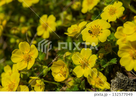 Bright yellow flowers of creeping cinquefoil bloom in a sunny meadow attracting pollinators like bees and enriching the landscape 132577049