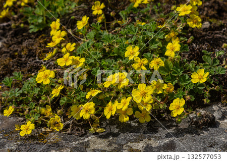 Vibrant yellow flowers of Potentilla reptans flourish in a sunny meadow creating a striking display of nature's beauty during springtime Vibrant yellow flowers of Potentilla reptans flourish in a sunny meadow creating a striking display of nature's beauty during springtime 132577053