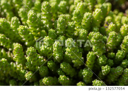 Biting Stonecrop plants thriving in a sunny garden setting with vibrant green foliage and intricate leaf structures Biting Stonecrop plants thriving in a sunny garden setting with vibrant green foliage and intricate leaf structures 132577054
