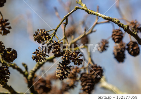 Black Alder tree with characteristic cones hanging from branches in a natural environment near water during a clear day 132577059