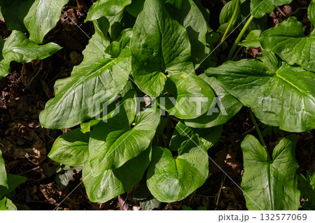 Glossy arrow-shaped leaves of Arum maculatum in a woodland setting during springtime Glossy arrow-shaped leaves of Arum maculatum in a woodland setting during springtime 132577069