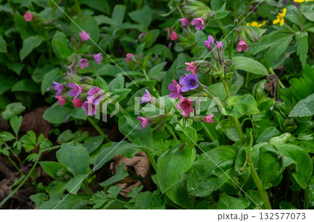 Pulmonaria officinalis blooms in a forest setting showcasing its striking pink and purple flowers in spring Pulmonaria officinalis blooms in a forest setting showcasing its striking pink and purple flowers in spring 132577073
