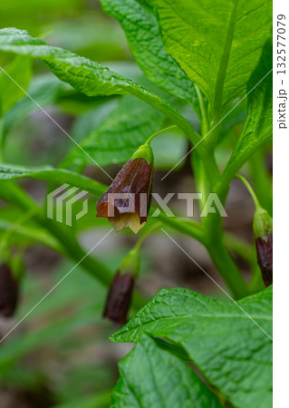 Slovene Belladonna blooms in springtime forest showcasing its unique brownish flowers among vibrant green leaves Slovene Belladonna blooms in springtime forest showcasing its unique brownish flowers among vibrant green leaves 132577079