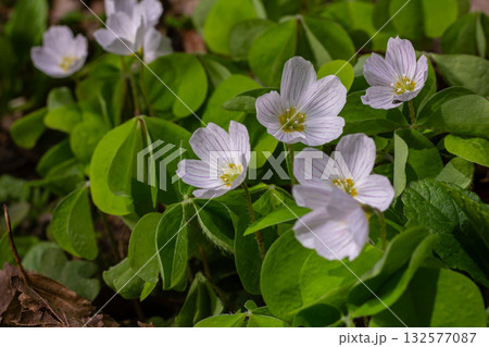 Common wood sorrel blooms in a forest glade showcasing delicate white flowers among lush green leaves during springtime Common wood sorrel blooms in a forest glade showcasing delicate white flowers among lush green leaves during springtime 132577087