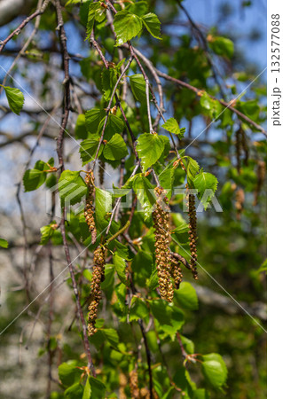 Silver Birch tree featuring drooping catkins and vibrant green leaves flourishing in a serene natural environment during springtime Silver Birch tree featuring drooping catkins and vibrant green leaves flourishing in a serene natural environment during springtime 132577088