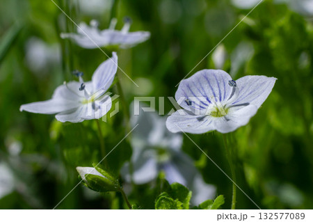 Germander Speedwell blooms in a lush green meadow during springtime showcasing delicate blue flowers in full sunlight 132577089