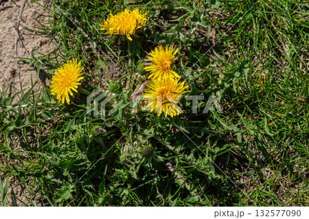 Bright yellow flowers of common dandelion Taraxacum officinale bloom among lush green grass in a sunny outdoor setting during springtime Bright yellow flowers of common dandelion Taraxacum officinale bloom among lush green grass in a sunny outdoor setting during springtime 132577090