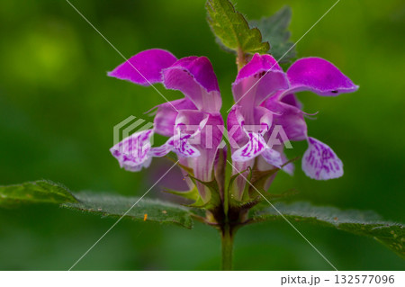 Purple flowers of Lamium purpureum bloom among green foliage showcasing their unique beauty and characteristics in a natural setting 132577096