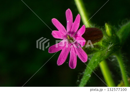 Bright pink flowers of Silene dioica grow in woodlands during springtime showcasing the beauty of Red Campion in its natural habitat Bright pink flowers of Silene dioica grow in woodlands during springtime showcasing the beauty of Red Campion in its natural habitat 132577100