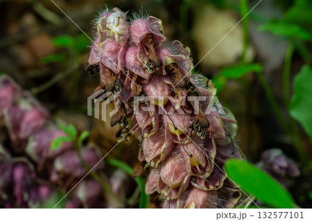 Common Toothwort Lathraea squamaria thriving in the forest undergrowth during early spring months showcasing unique floral structures and colors Common Toothwort Lathraea squamaria thriving in the forest undergrowth during early spring months showcasing unique floral structures and colors 132577101