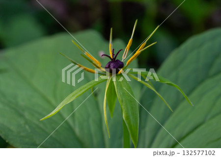 Paris quadrifolia growing in a woodland setting showcasing a single dark berry and lush green leaves during early summer 132577102