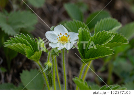 Creamy strawberry blooms with white flowers and trifoliate leaves thriving in a sunny garden during springtime Creamy strawberry blooms with white flowers and trifoliate leaves thriving in a sunny garden during springtime 132577106
