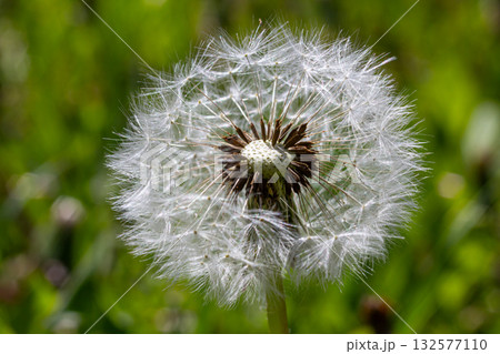 Common dandelion displays its fluffy seed head surrounded by vibrant green grass in a sunny meadow during springtime Common dandelion displays its fluffy seed head surrounded by vibrant green grass in a sunny meadow during springtime 132577110