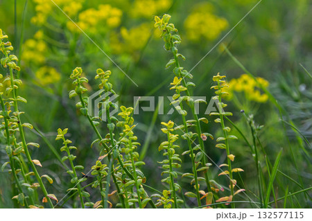 Yellow loosestrife plants thriving in a lush green habitat near water showcasing vibrant yellow flowers amidst the greenery Yellow loosestrife plants thriving in a lush green habitat near water showcasing vibrant yellow flowers amidst the greenery 132577115