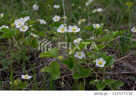 Creamy strawberry plants with white flowers and trifoliate leaves growing in a green meadow during springtime 132577116