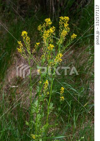 Tall Bunias orientalis plants with bright yellow flowers growing in a grassy area during springtime Tall Bunias orientalis plants with bright yellow flowers growing in a grassy area during springtime 132577117