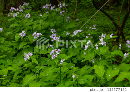 Perennial honesty blooms abundantly in a lush forest providing a vibrant display of purple flowers amidst green foliage Perennial honesty blooms abundantly in a lush forest providing a vibrant display of purple flowers amidst green foliage 132577122