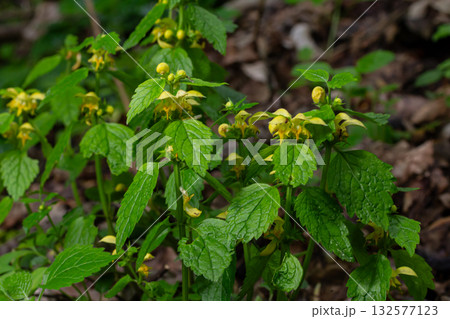 Bright yellow flowers of Galeobdolon luteum growing in a wooded area during springtime showcasing their vibrant color against lush green foliage Bright yellow flowers of Galeobdolon luteum growing in a wooded area during springtime showcasing their vibrant color against lush green foliage 132577123