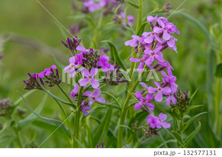 Fragrant lilac-pink flowers of Hesperis matronalis bloom vibrantly in a lush green field during spring attracting pollinators and enhancing the landscape Fragrant lilac-pink flowers of Hesperis matronalis bloom vibrantly in a lush green field during spring attracting pollinators and enhancing the landscape 132577131