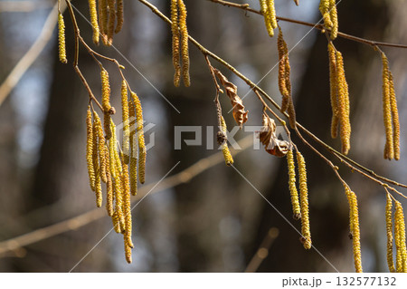 Common hazel tree branches display yellow catkins in springtime sunlight Common hazel tree branches display yellow catkins in springtime sunlight 132577132