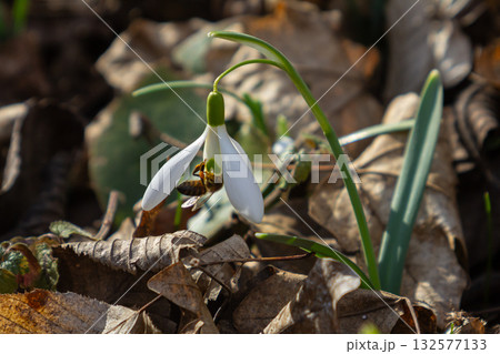Common snowdrop blooms with a bee foraging in a spring forest setting among fallen leaves Common snowdrop blooms with a bee foraging in a spring forest setting among fallen leaves 132577133