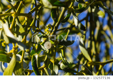 Viscum album thriving on bare branches under a bright blue sky in a winter landscape Viscum album thriving on bare branches under a bright blue sky in a winter landscape 132577136