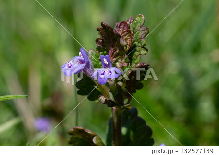 Ground-ivy Glechoma hederacea thriving among lush green grass in a sunny location during springtime Ground-ivy Glechoma hederacea thriving among lush green grass in a sunny location during springtime 132577139