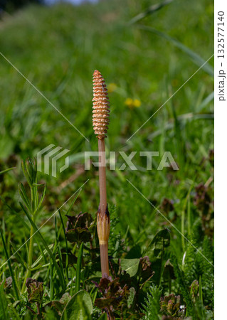 Field horsetail emerges with unbranched stem and spore cone during spring in a lush green meadow Field horsetail emerges with unbranched stem and spore cone during spring in a lush green meadow 132577140