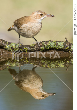 Rufous collared Sparrow, Zonotrichia capensis, Rufous collared Sparrow, Zonotrichia capensis, 132577399