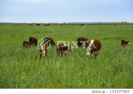Cattle raising  with natural pastures in Pampas countryside, La Pampa Province,Patagonia, Argentina. 132577407