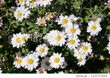 リュウノウギク(キク科)の野菊 リュウノウギク(キク科)の野菊 132577828