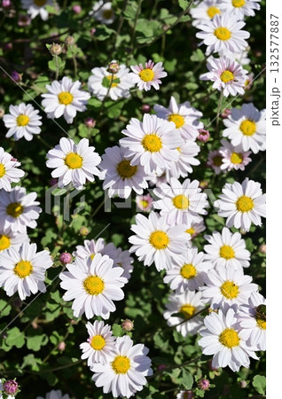 リュウノウギク（キク科）の野菊 132577887
