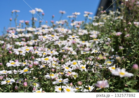 リュウノウギク（キク科）の野菊 132577892