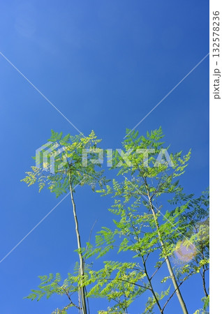 ワサビノキ(ワサビノキ科)落葉性高木 ワサビノキ(ワサビノキ科)落葉性高木 132578236