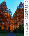 秋色に染まる水元公園の朝の並木道 / Autumn Morning Pathway in Mizum 132578240