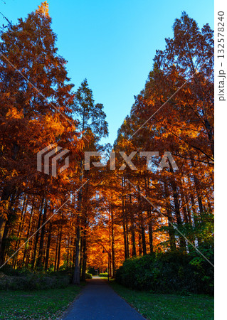 秋色に染まる水元公園の朝の並木道 / Autumn Morning Pathway in Mizum 132578240