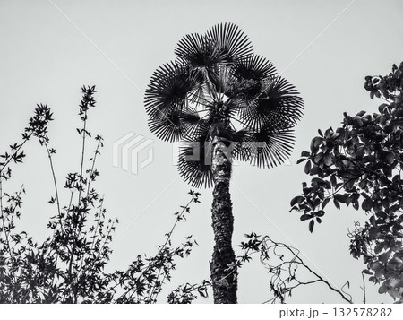 日本庭園にある松の木と木々 132578282