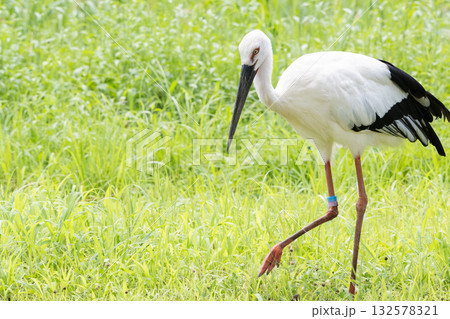 緑の草地を歩くコウノトリ 132578321