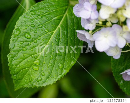 紫陽花の葉についた水滴 132578334