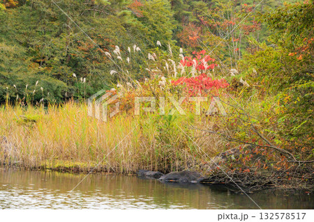 紅葉見頃な五色沼湖沼群 132578517
