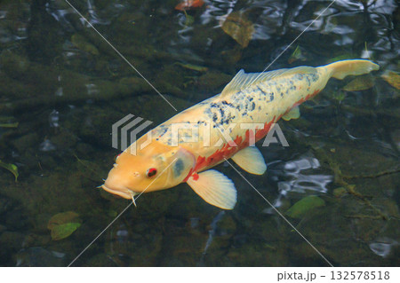 紅葉見頃な五色沼湖沼群 132578518